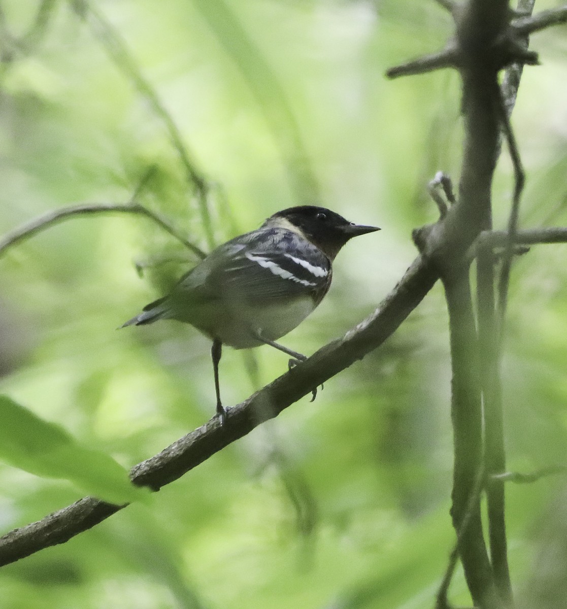 Bay-breasted Warbler - ML618735596