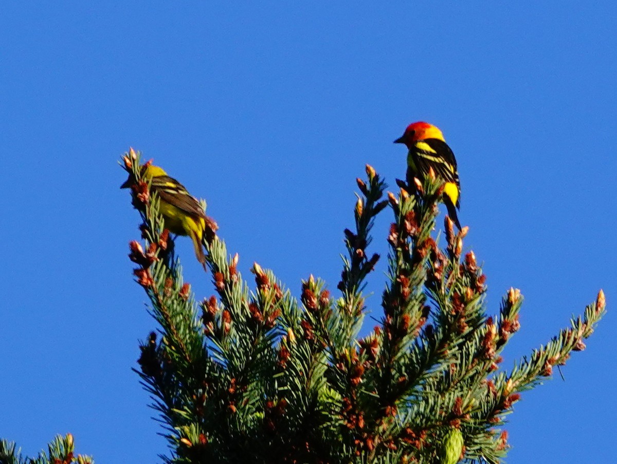 Western Tanager - ML618735612