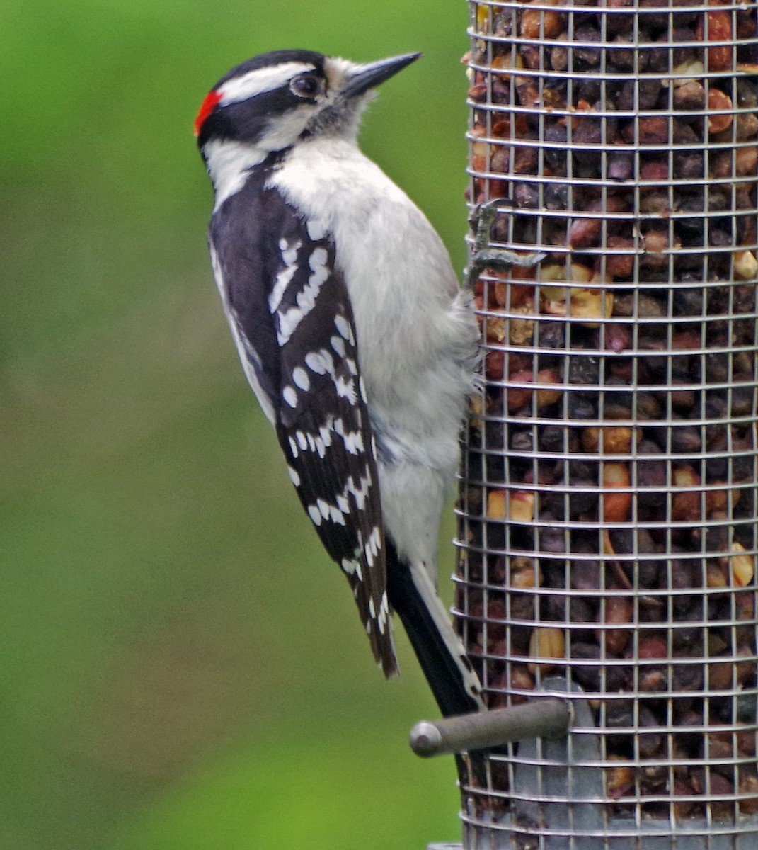 Downy Woodpecker - ML618735616