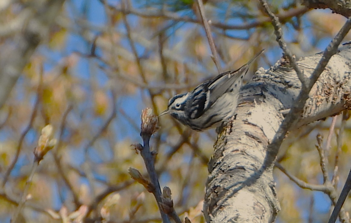 Black-and-white Warbler - Philip Kyle