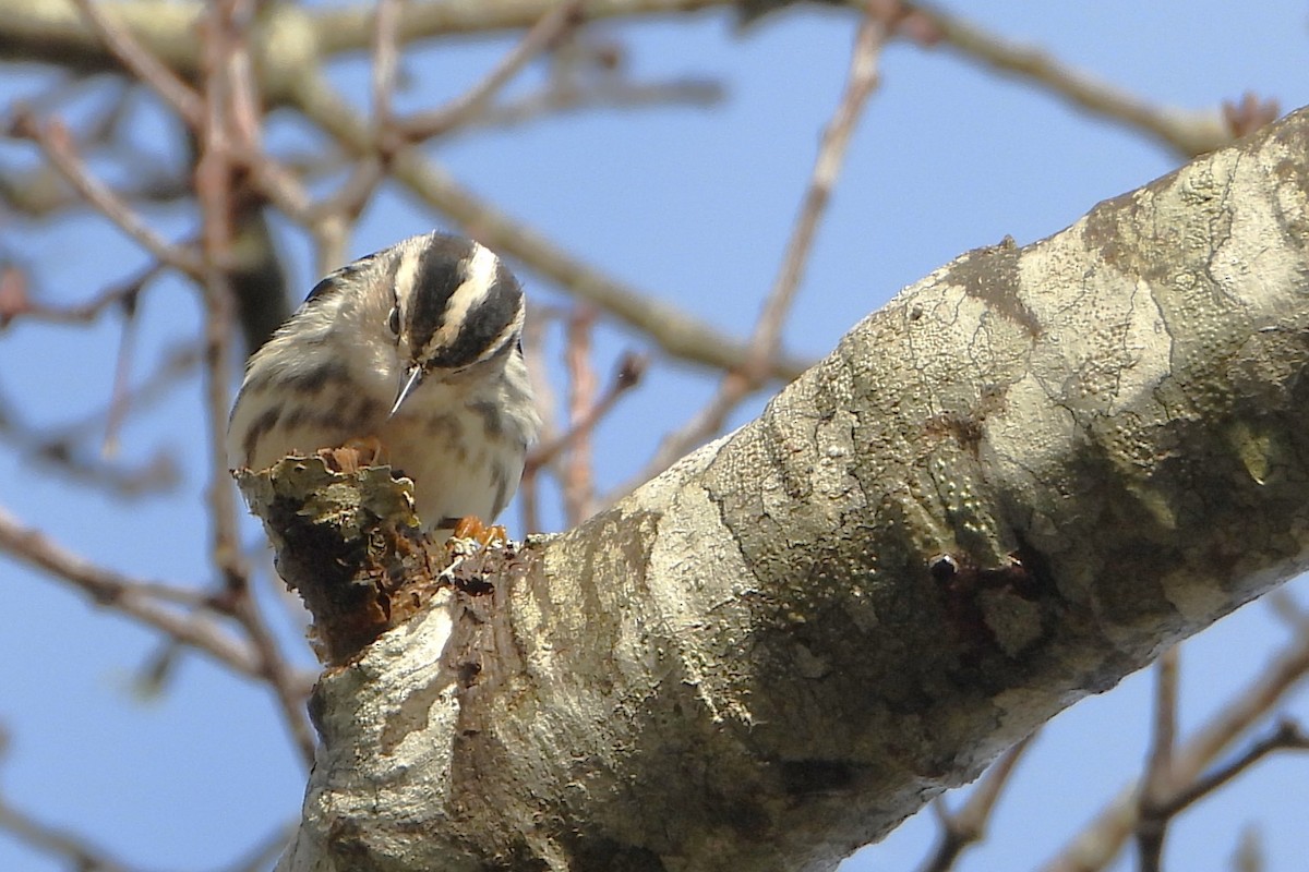 Black-and-white Warbler - ML618735641