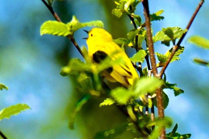 Yellow Warbler - ML618735666