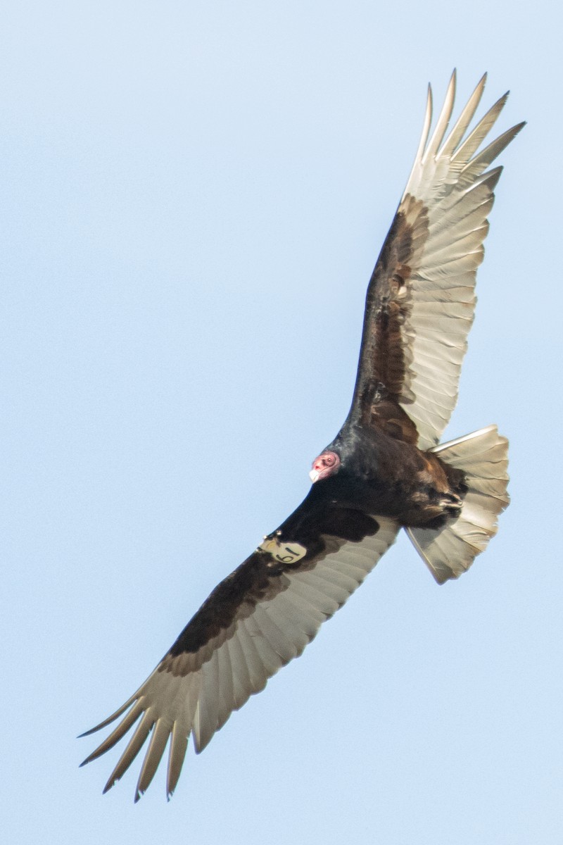 Turkey Vulture - ML618735686