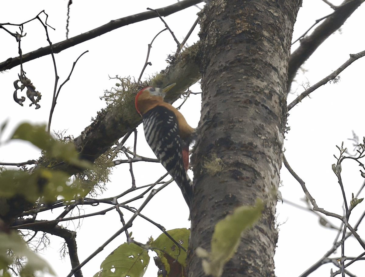 Rufous-bellied Woodpecker - ML618735725