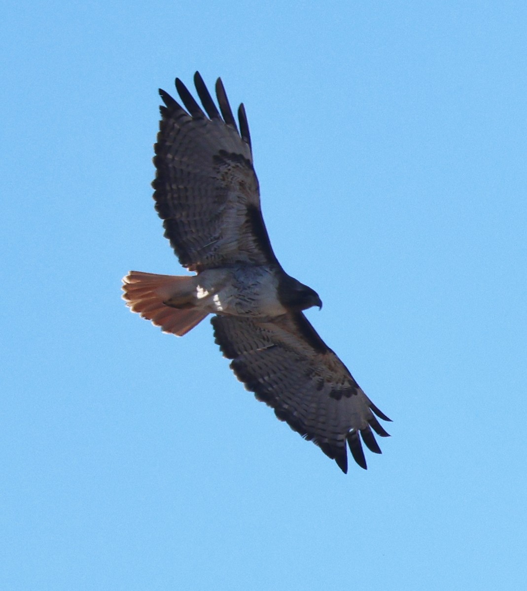 Red-tailed Hawk (calurus/alascensis) - ML618735726