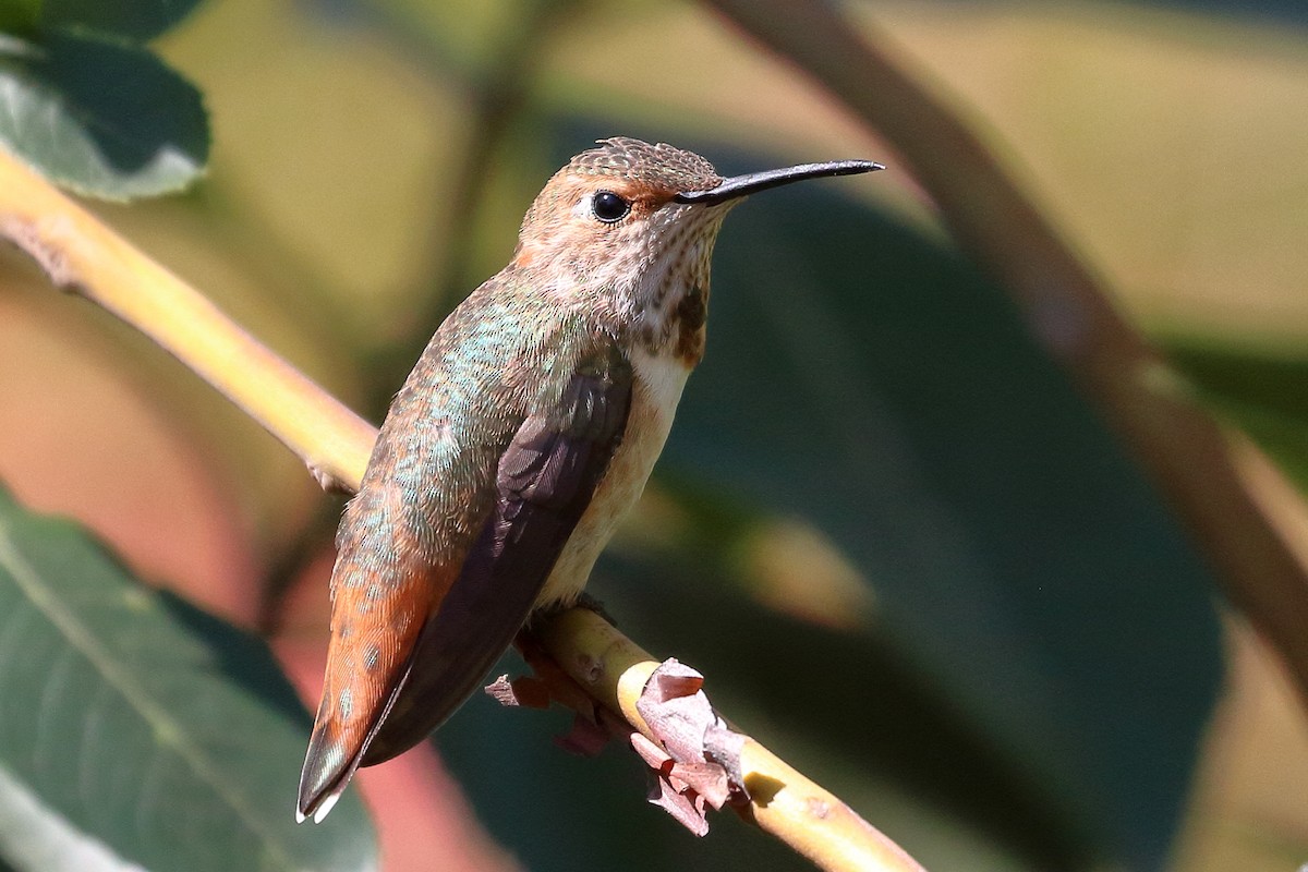 Allen's Hummingbird - ML618735741