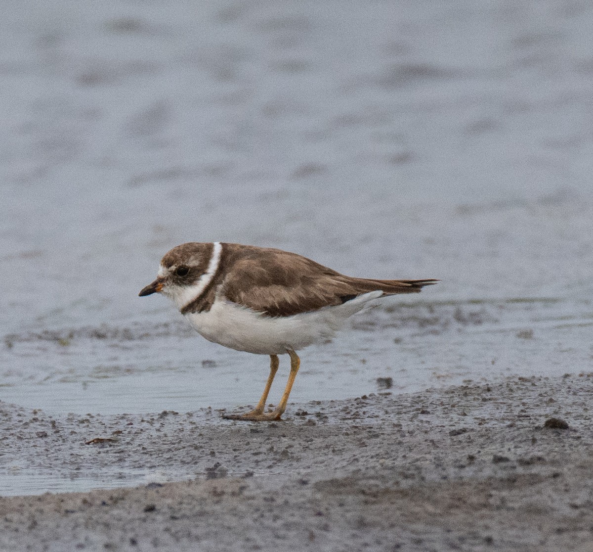 Semipalmated Plover - ML618735749