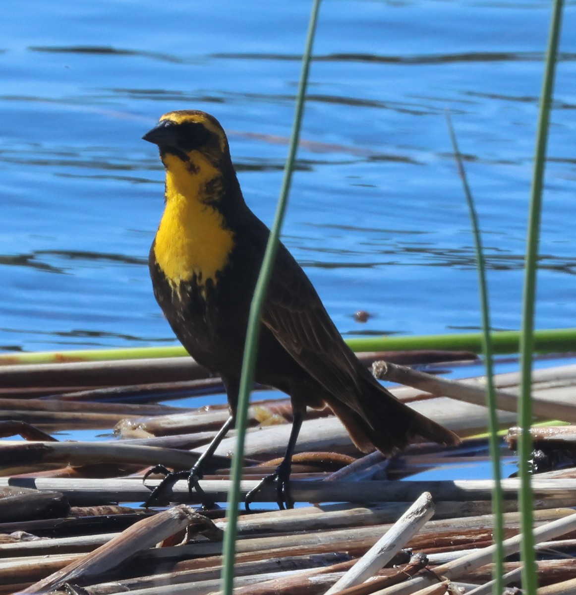 Yellow-headed Blackbird - ML618735772