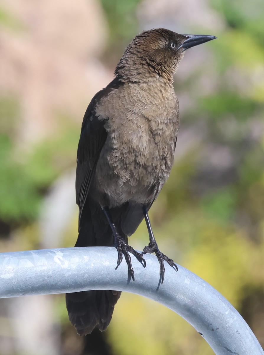 Great-tailed Grackle - ML618735799