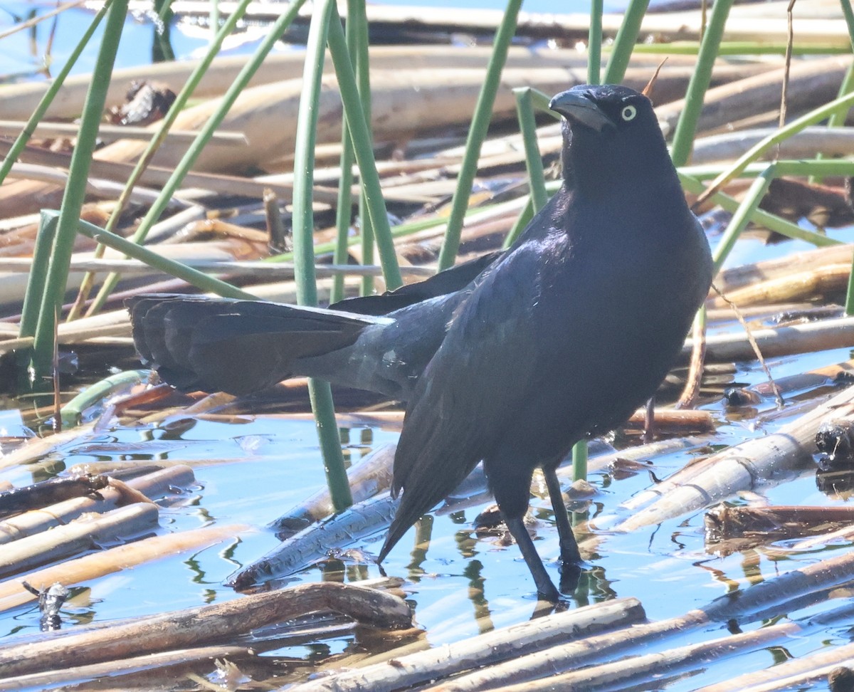 Great-tailed Grackle - ML618735800