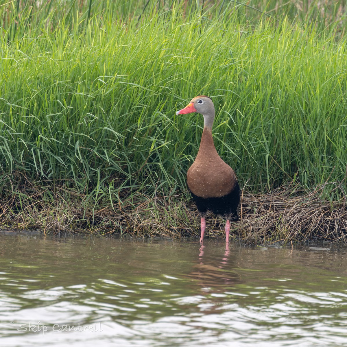 Black-bellied Whistling-Duck - Skip Cantrell