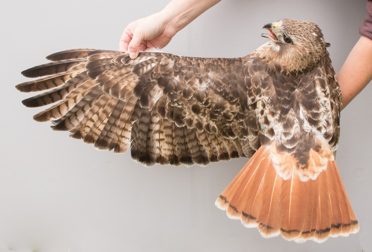 Red-tailed Hawk (borealis) - ML618735840