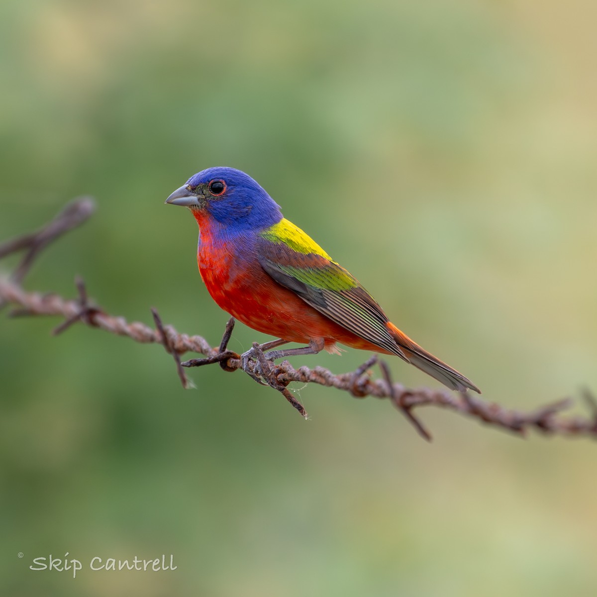 Painted Bunting - ML618735845