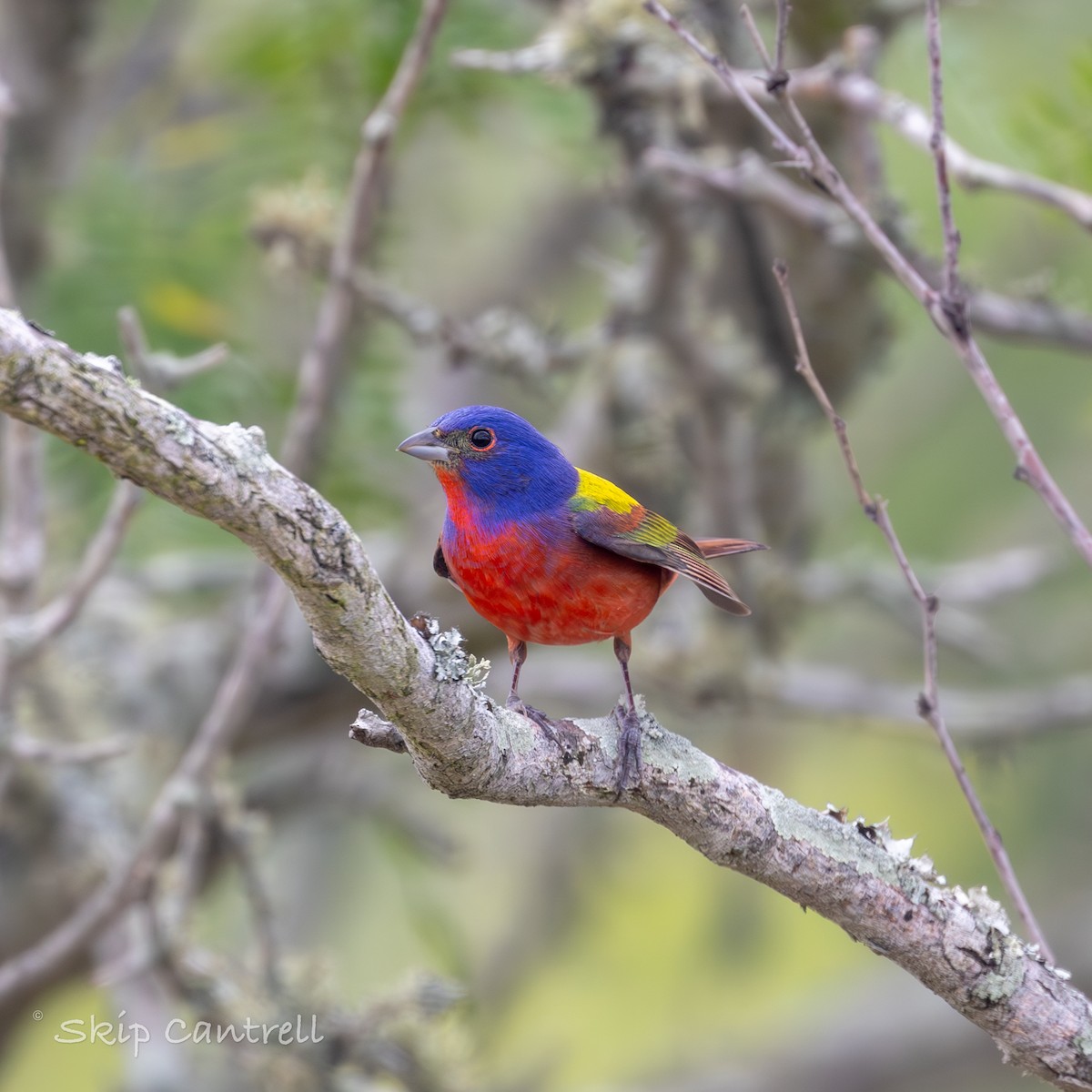 Painted Bunting - ML618735846