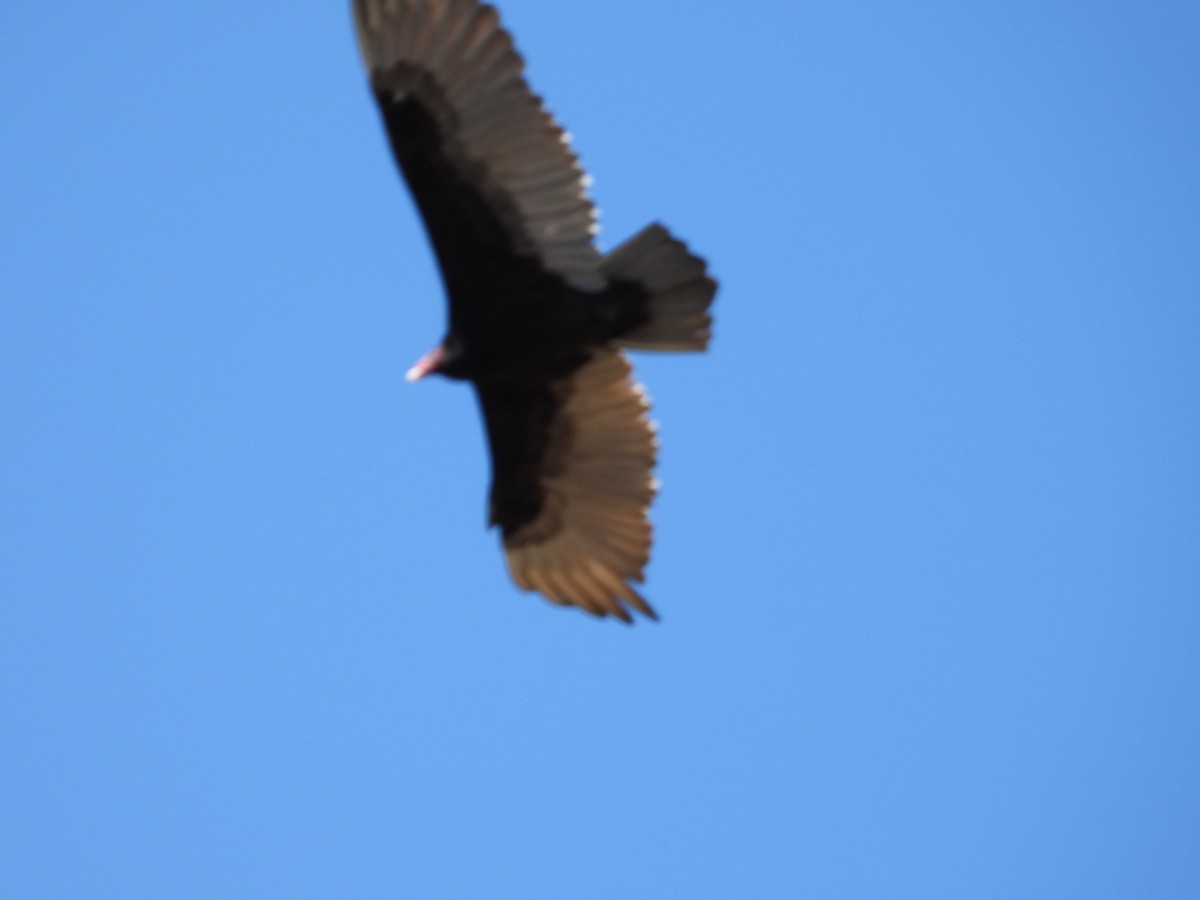 Turkey Vulture - ML618735848