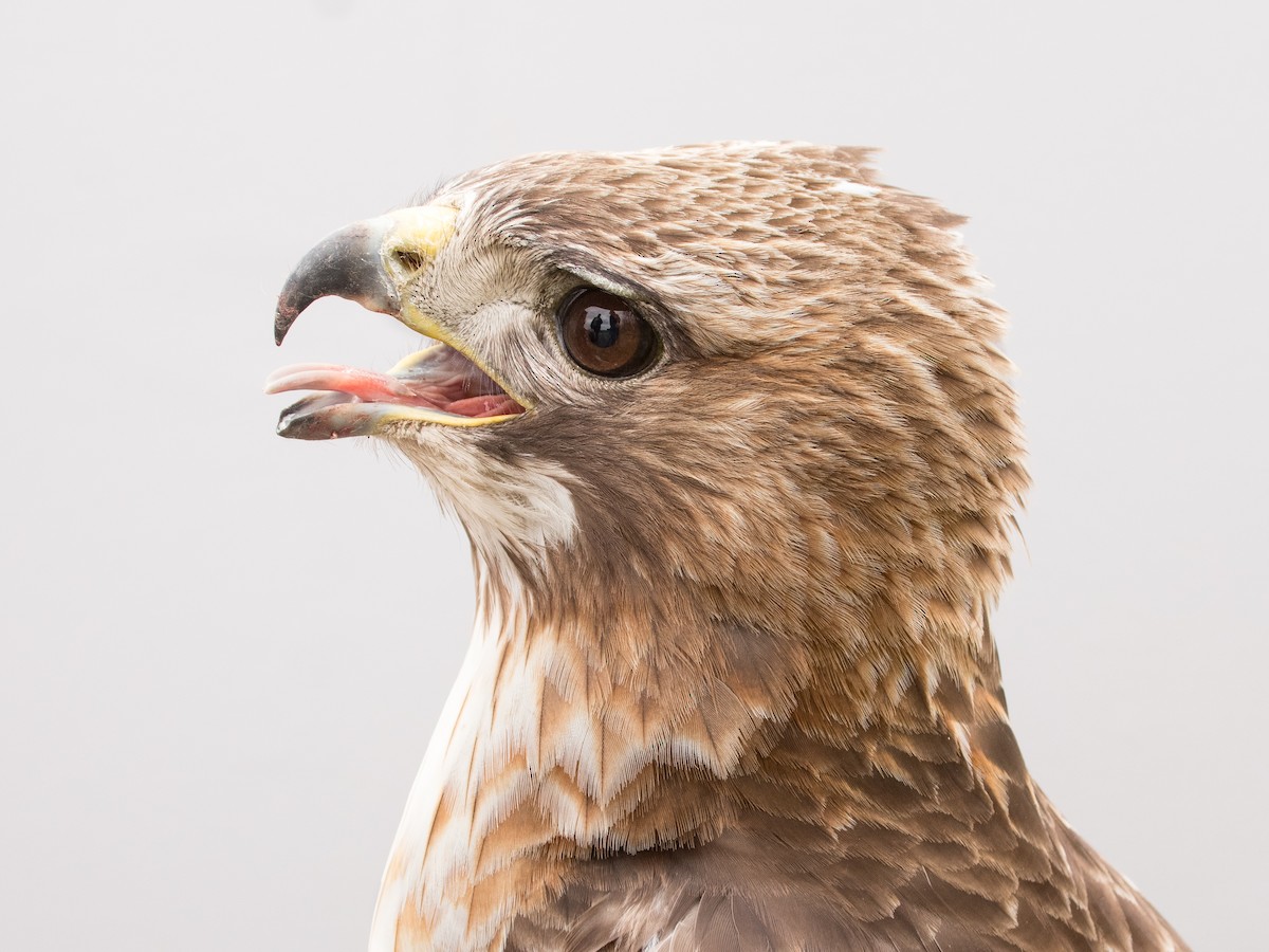 Red-tailed Hawk (borealis) - ML618735862