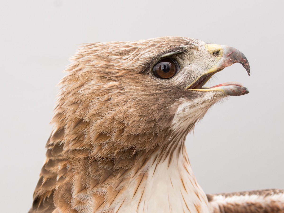 Red-tailed Hawk (borealis) - ML618735870