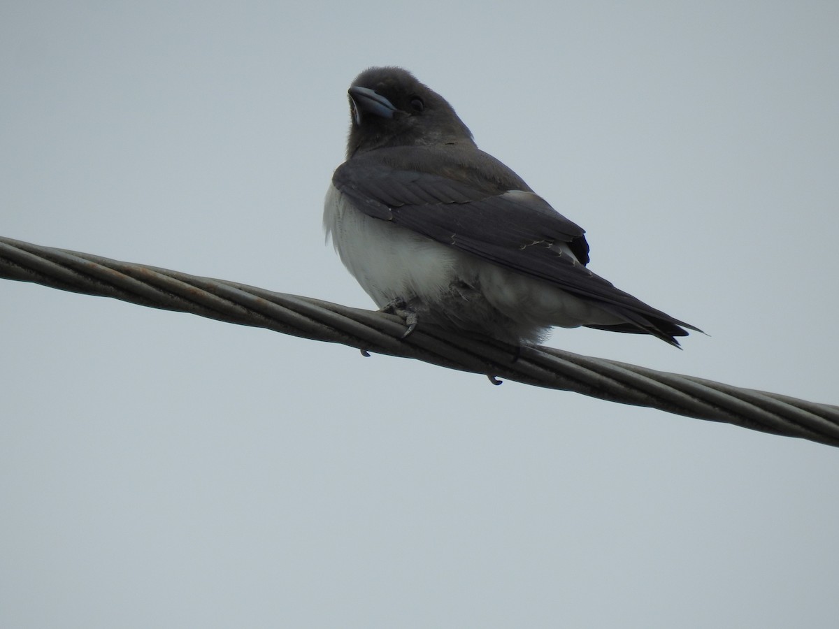 White-breasted Woodswallow - ML618735874