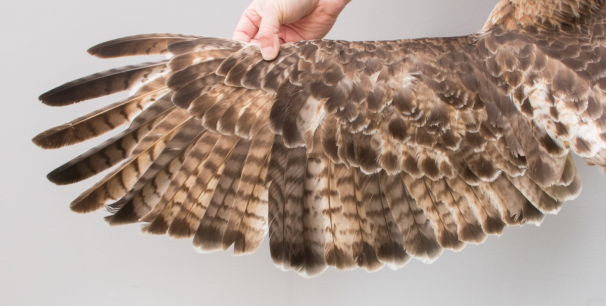 Red-tailed Hawk (borealis) - Nicole Richardson