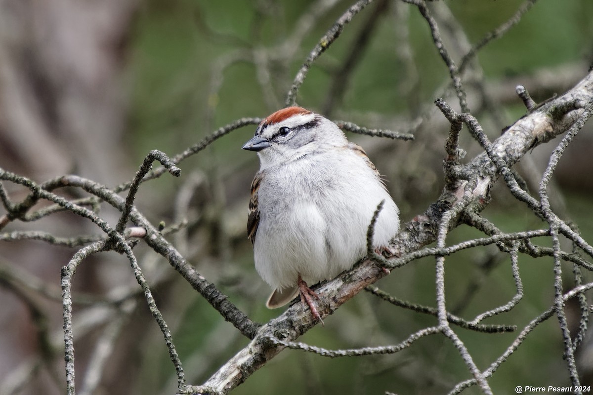 Chipping Sparrow - ML618735881