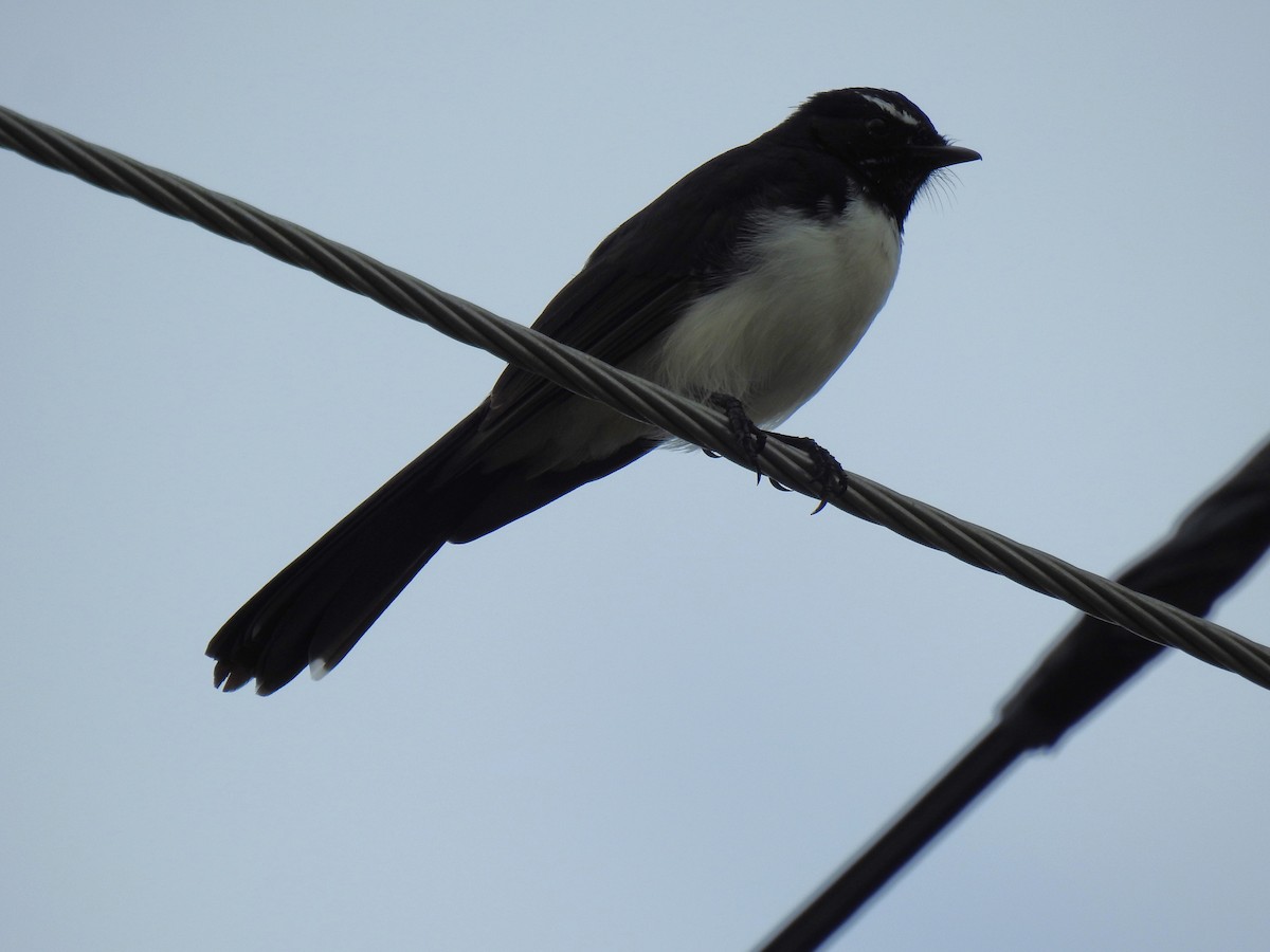 Willie-wagtail - ML618735888