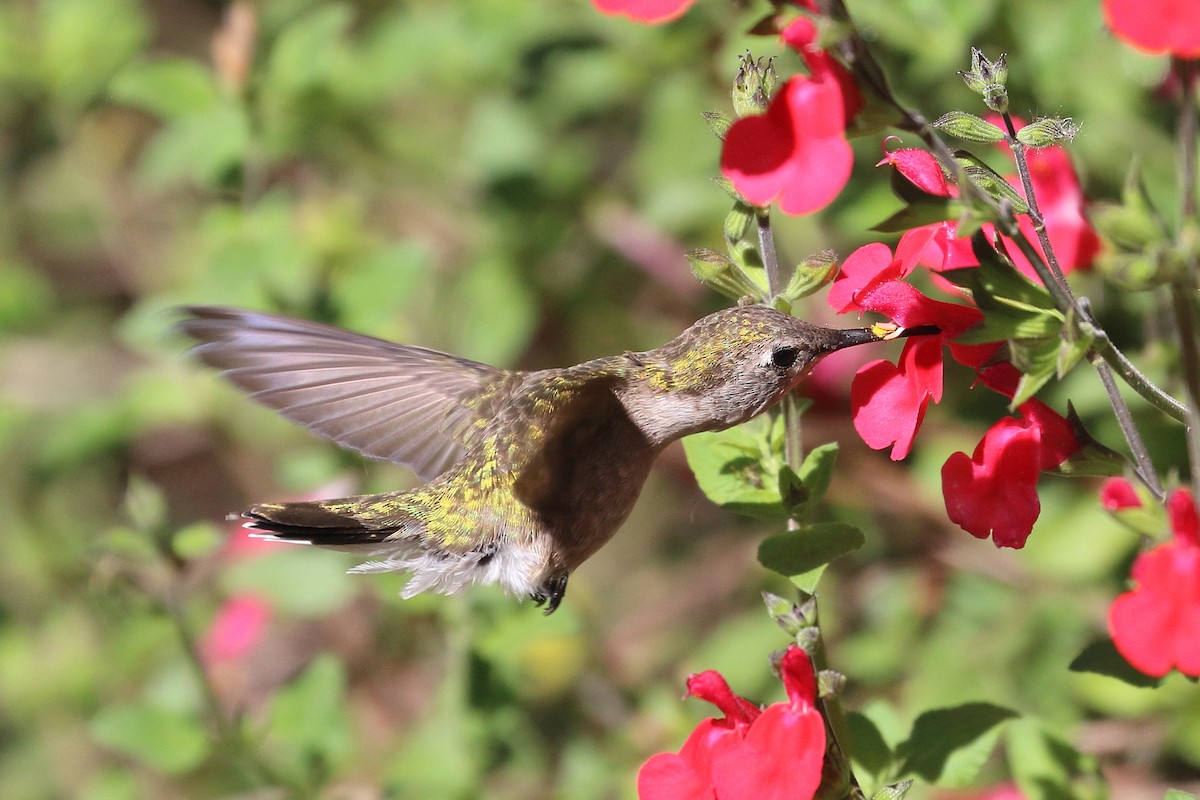 Anna's Hummingbird - ML618735902