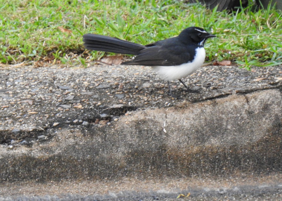 Willie-wagtail - ML618735914