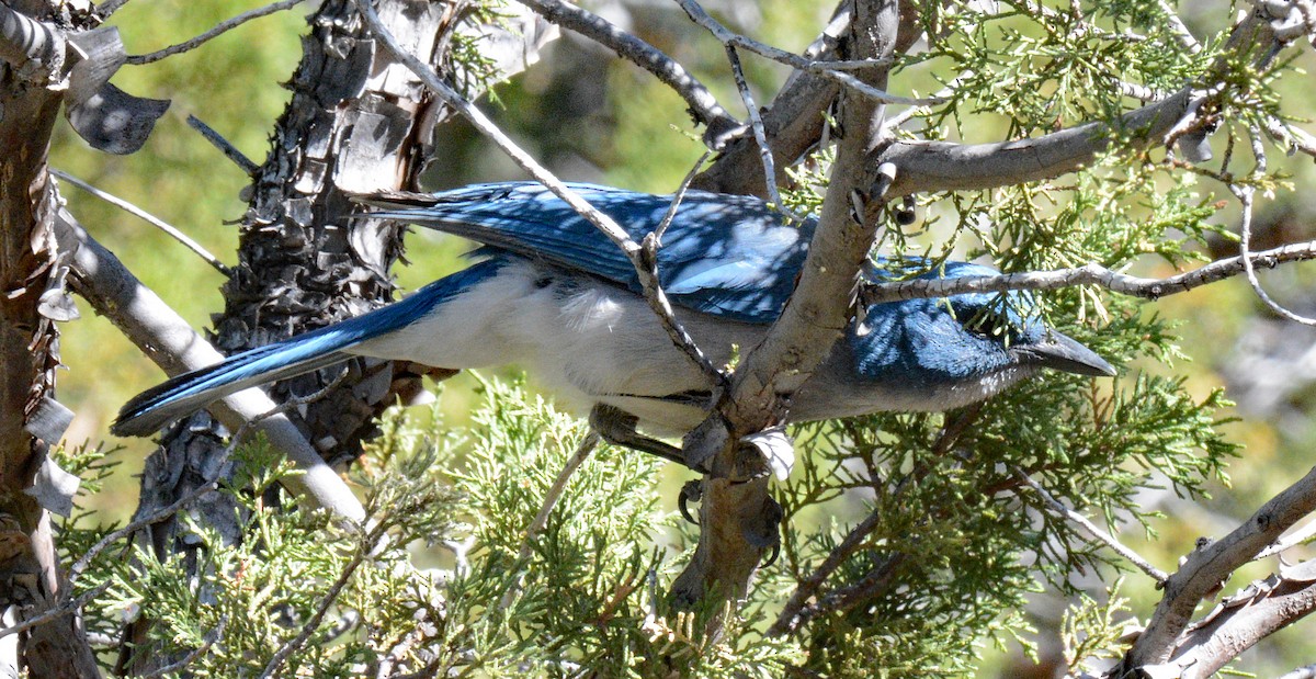 Mexican Jay - ML618735927