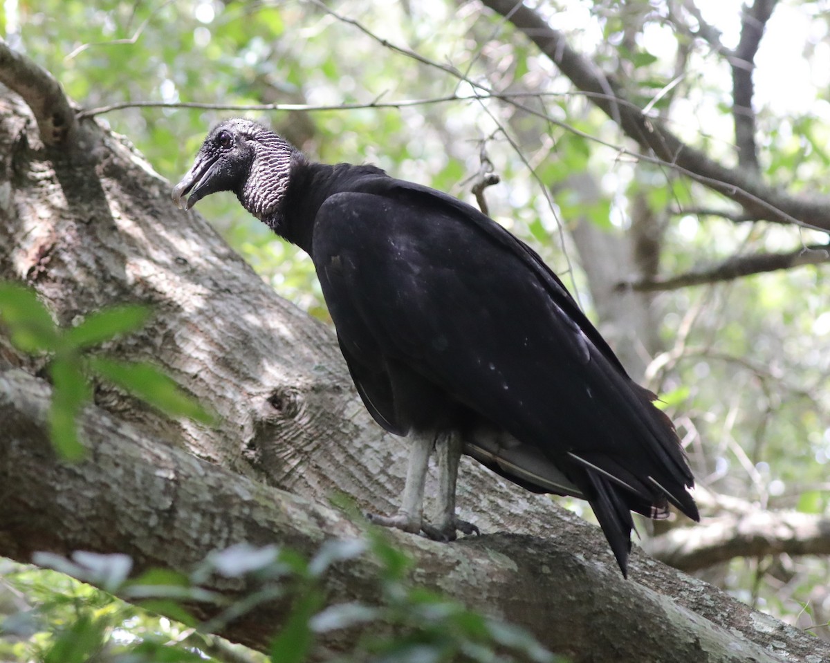 Black Vulture - ML618735928