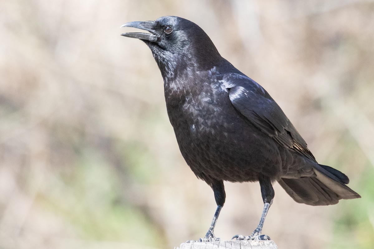 Common Raven - ML618735972