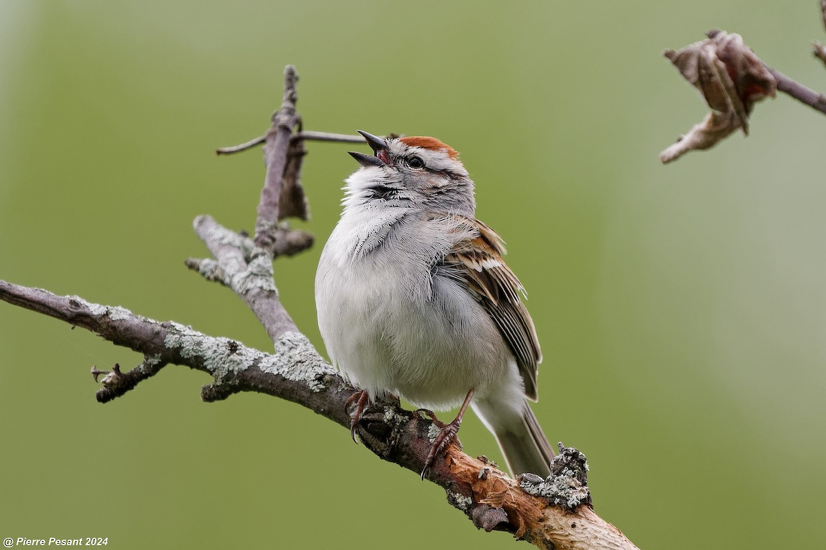 Chipping Sparrow - ML618735981