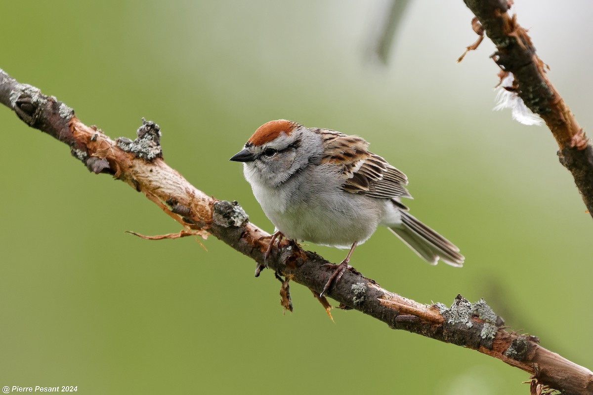 Chipping Sparrow - ML618735982