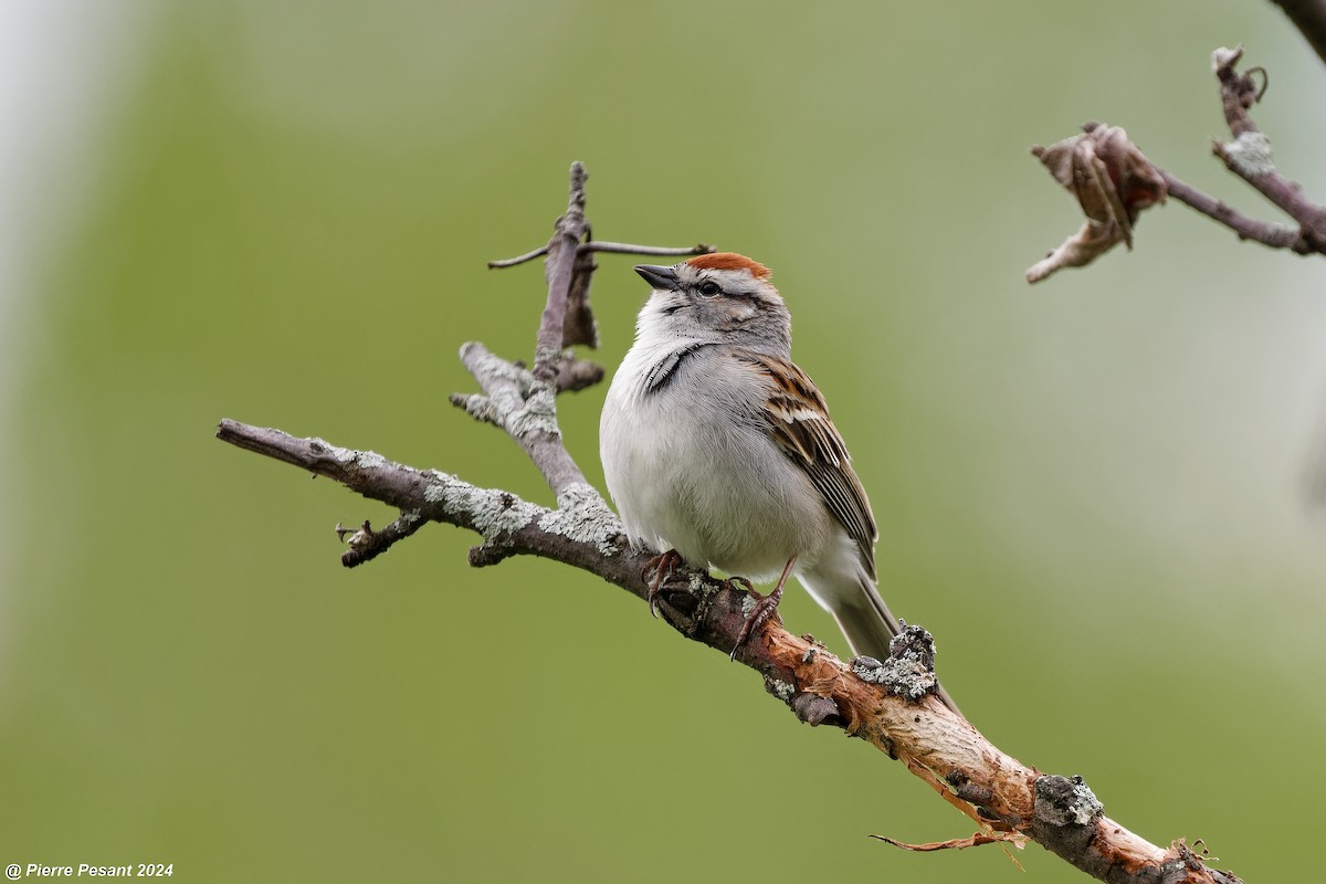 Chipping Sparrow - ML618735983