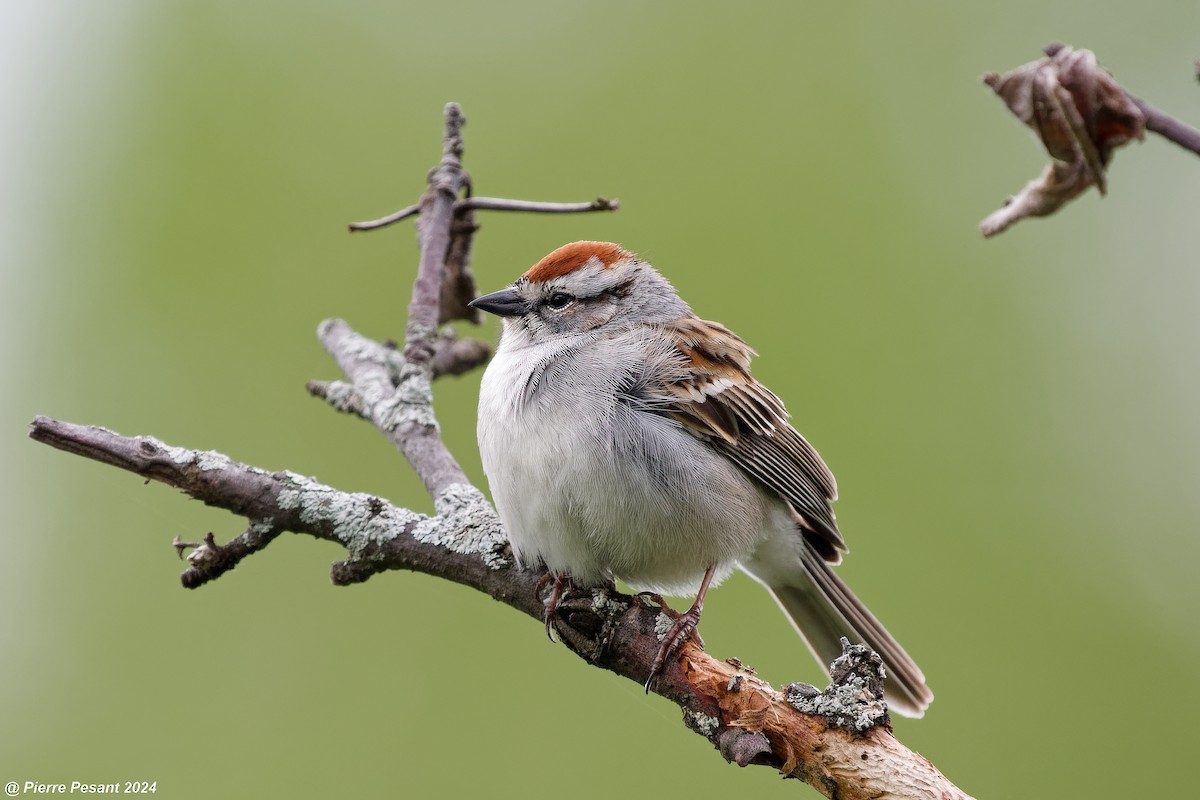 Chipping Sparrow - ML618735984
