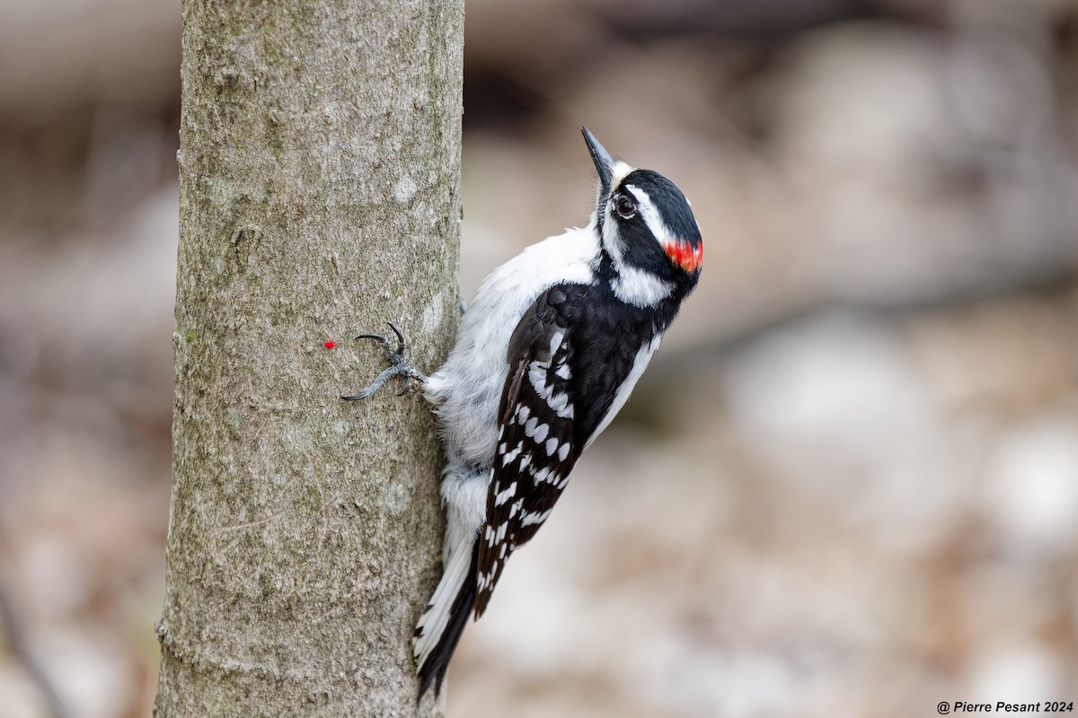 Downy Woodpecker - ML618735997