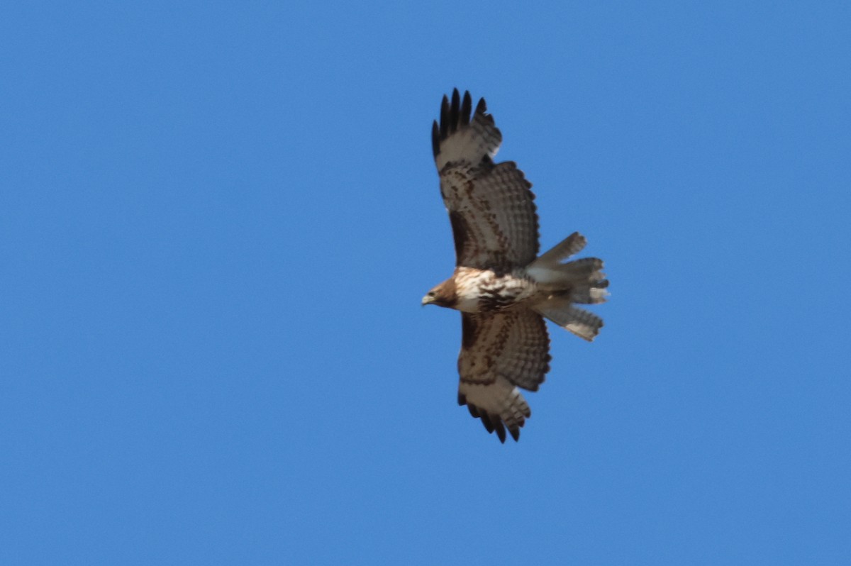 Red-tailed Hawk - ML618736000
