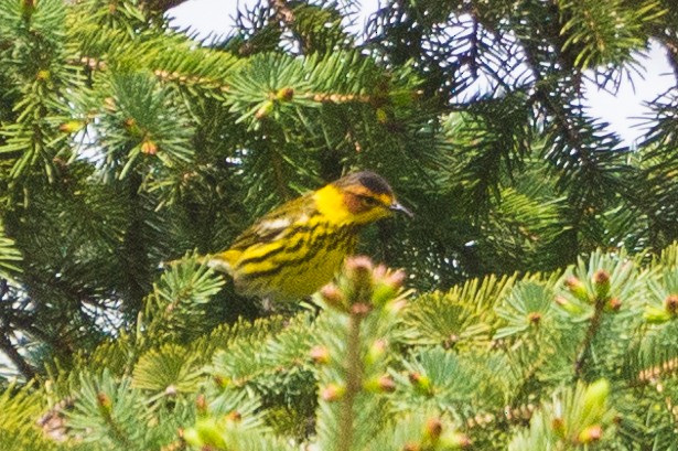Cape May Warbler - ML618736001