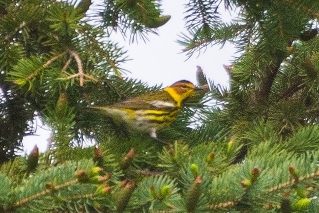 Cape May Warbler - ML618736003