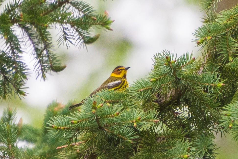 Cape May Warbler - ML618736005