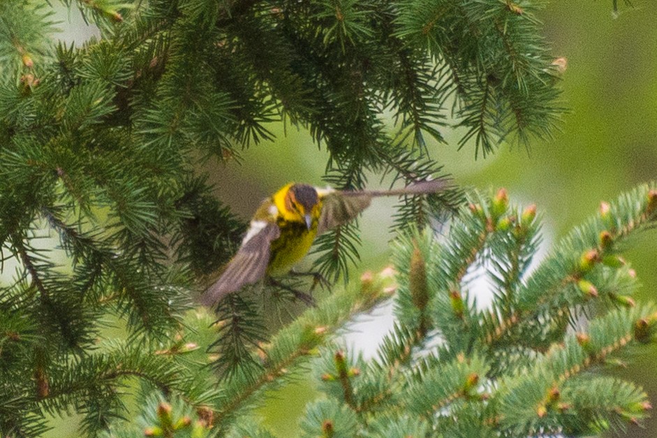 Cape May Warbler - ML618736006