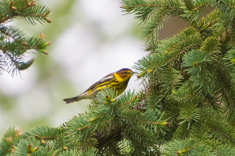 Cape May Warbler - ML618736007
