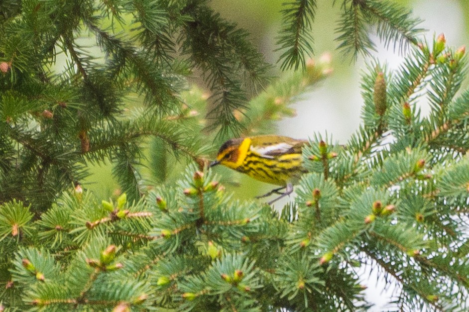 Cape May Warbler - ML618736008