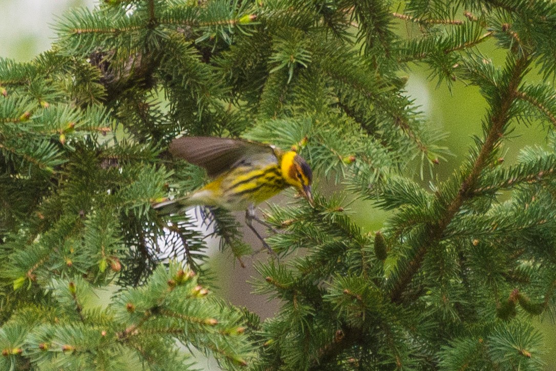 Cape May Warbler - ML618736009