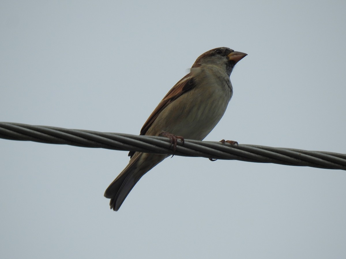 House Sparrow - ML618736013