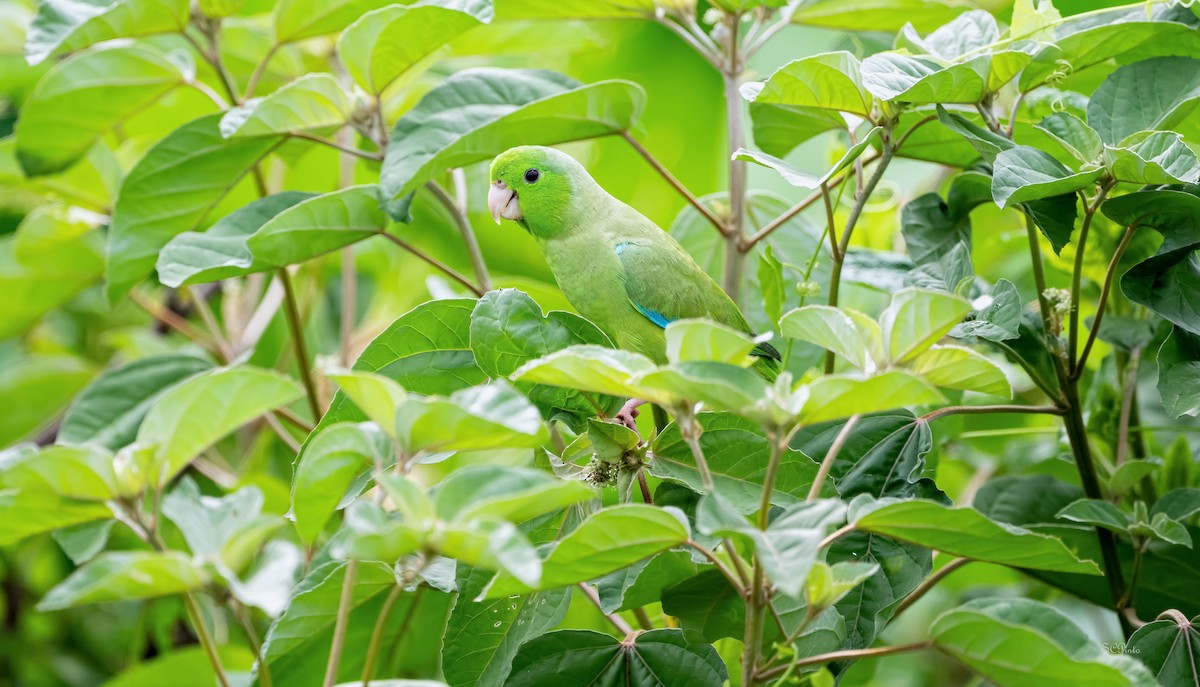 Turquoise-winged Parrotlet - ML618736056