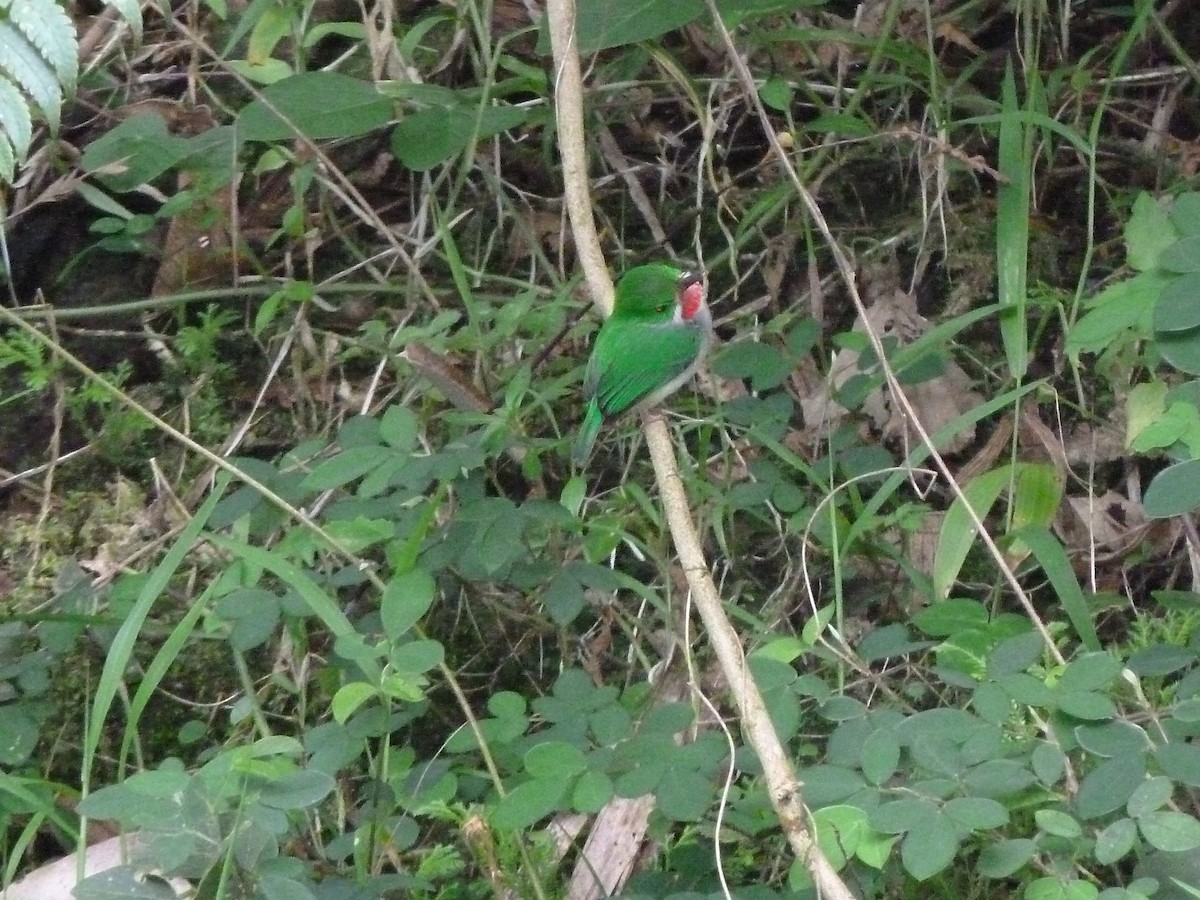 Puerto Rican Tody - Tim Horvath