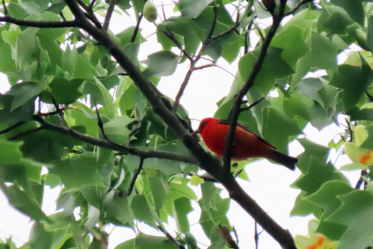 Scarlet Tanager - ML618736128