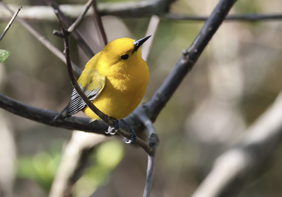 Prothonotary Warbler - ML618736143