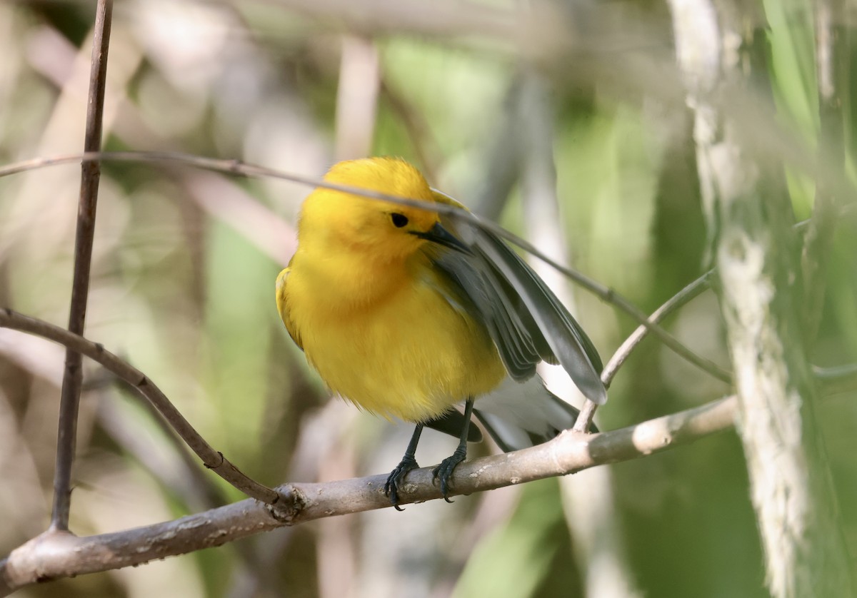 Prothonotary Warbler - ML618736144