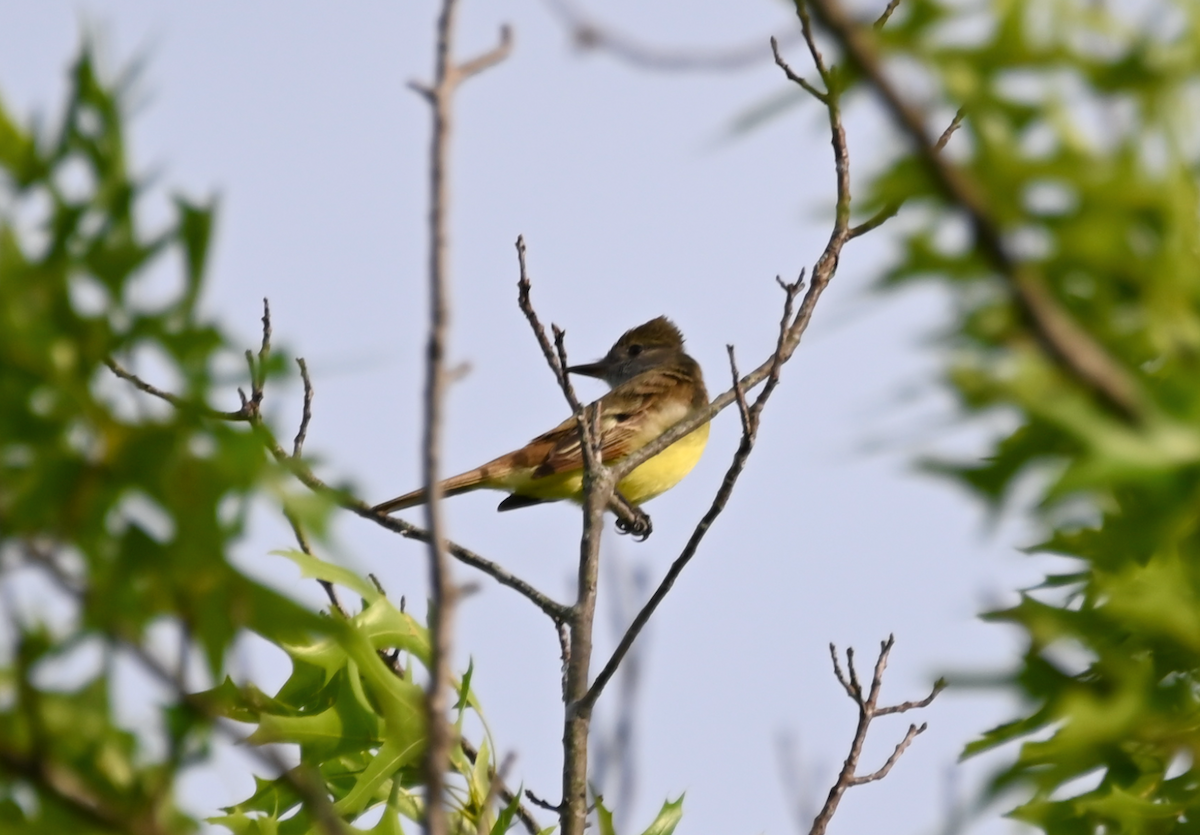 Great Crested Flycatcher - ML618736151